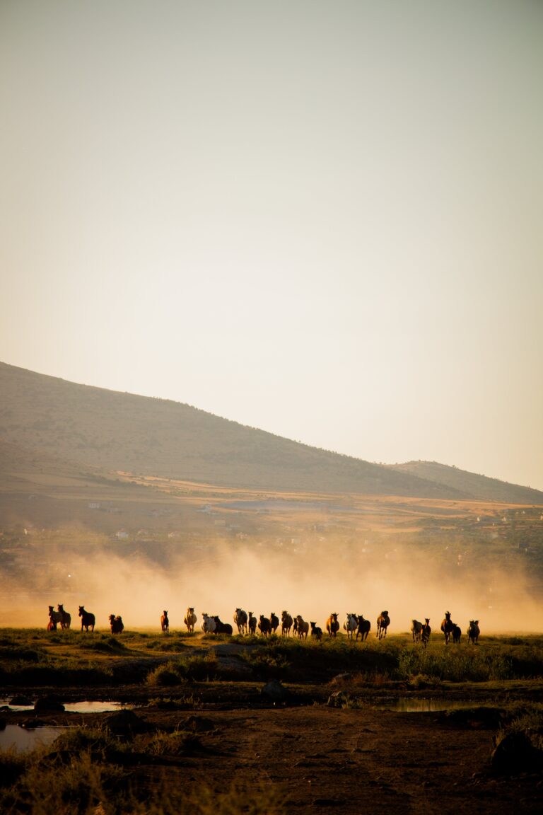 Caballos corriendo por las praderas