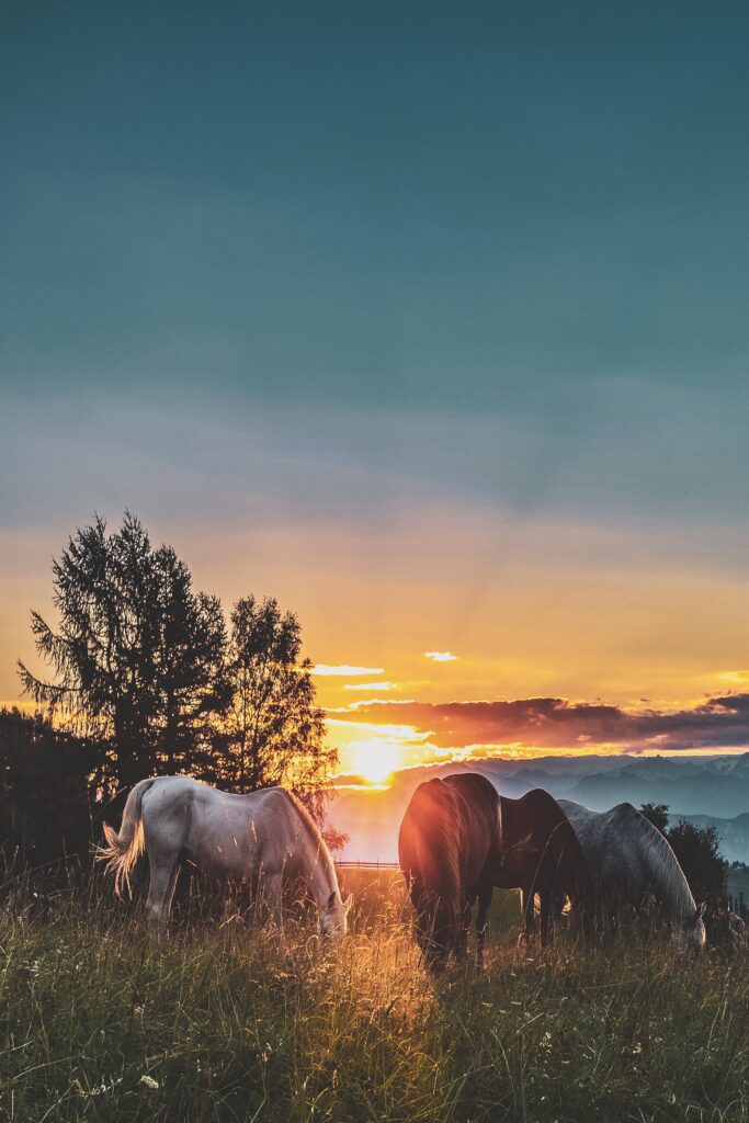 Caballos pasteando en el llano 