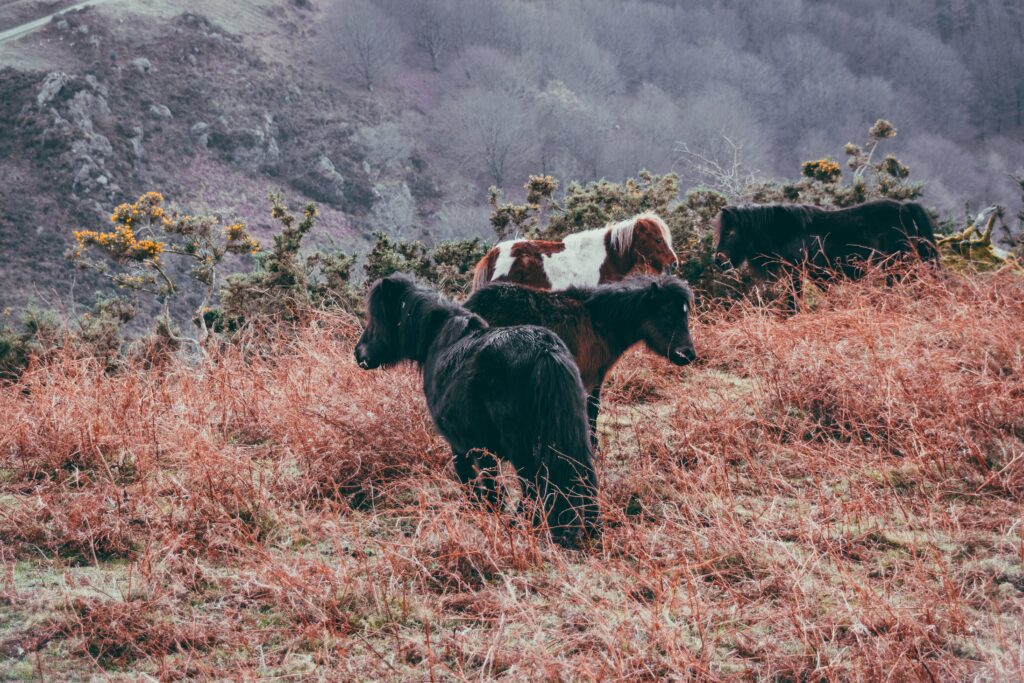 Ponis caminando por el cerro y también pasteando.