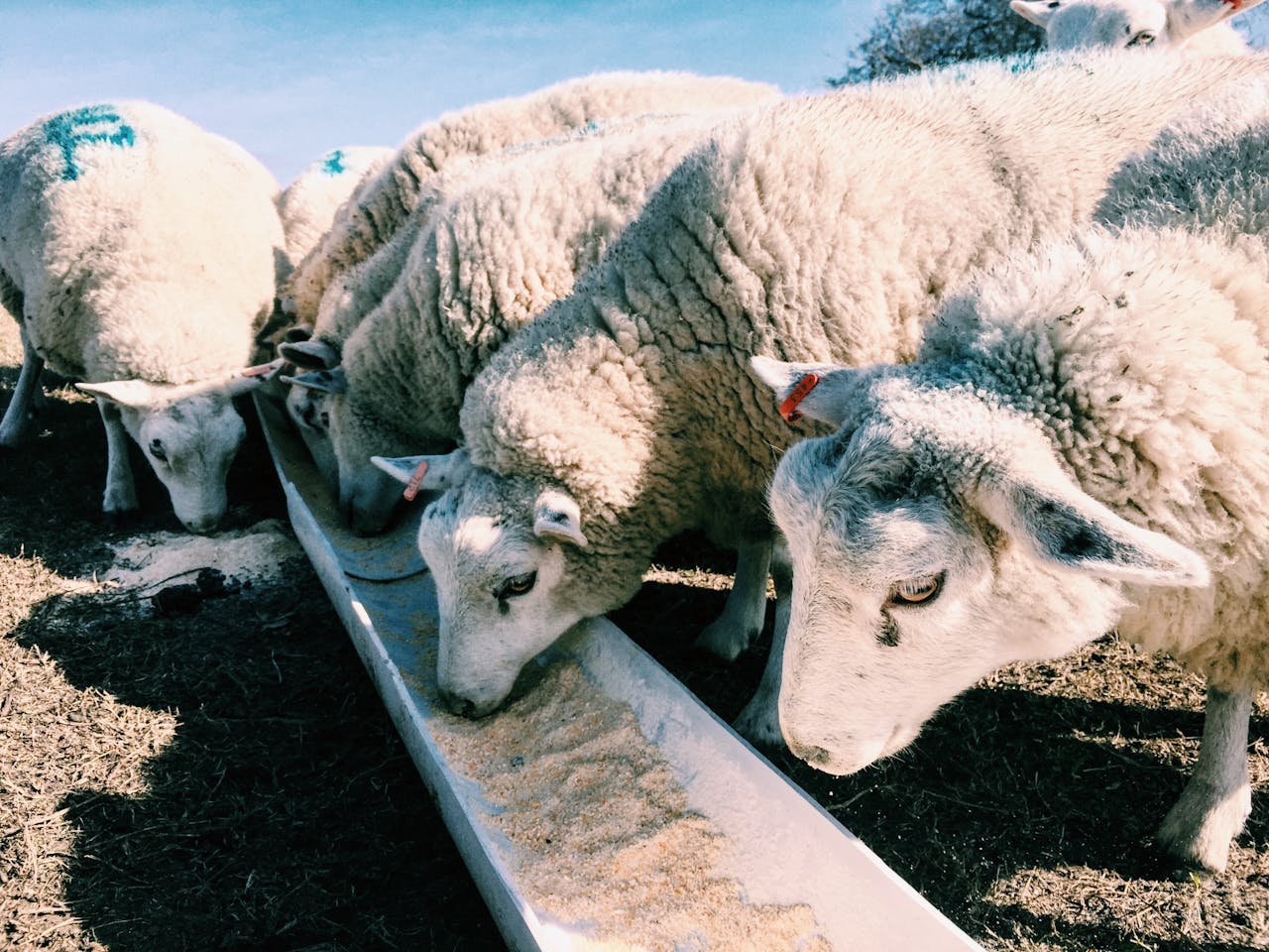 Alimentación Saludable para Ovejas: Lo Que Necesitas Saber - Rancho Tales