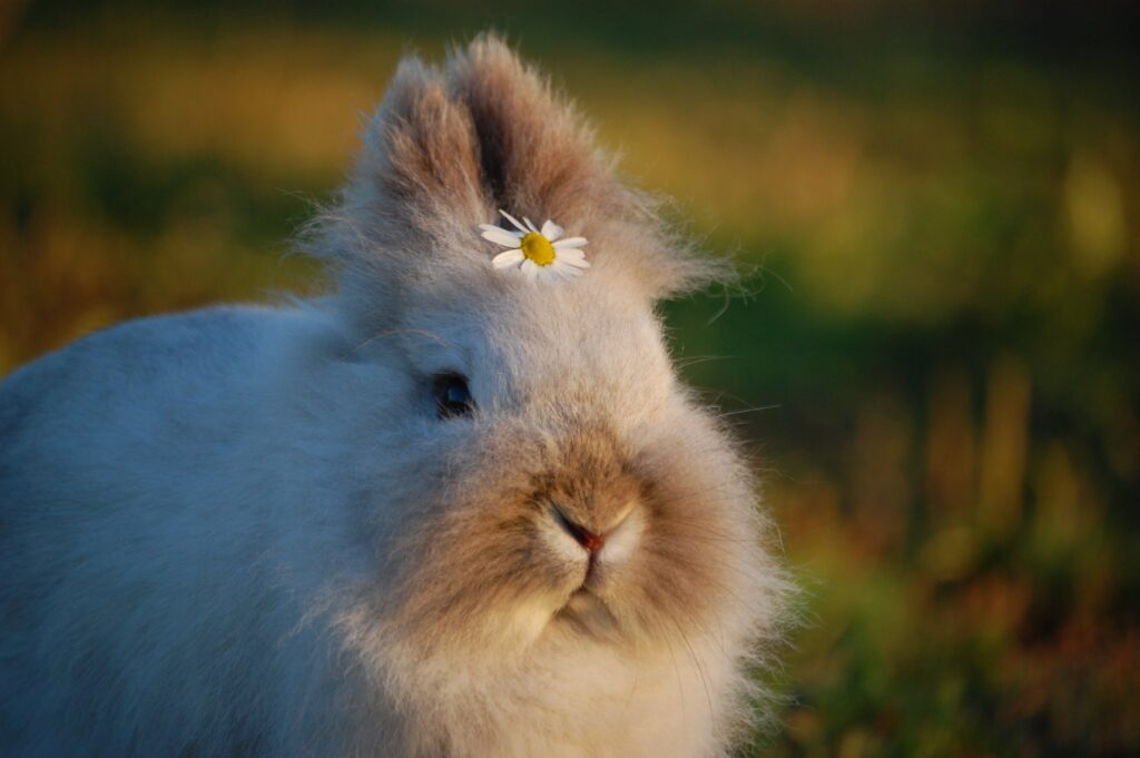 Belleza de conejo con. una bella flor