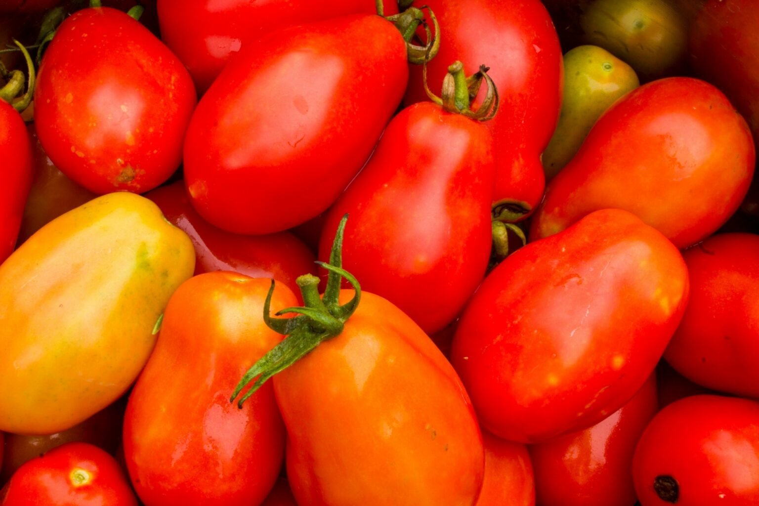 Tomate Roma: El Rey de las Salsas y Conservas - Rancho Tales